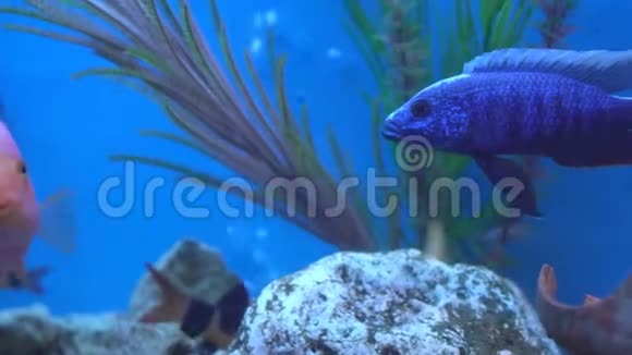 美丽的五颜六色的鱼在蓝色的水族馆里游泳背景复制空间水下世界迷人视频的预览图