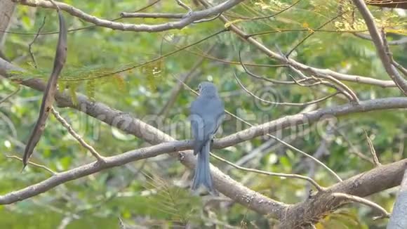 热带雨林中树枝上的Bird视频的预览图