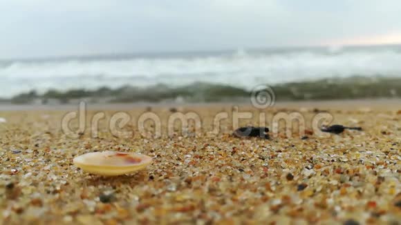 沙滩上的贝壳背景是蓝色的海浪在沙滩上的贝壳蓝色的海洋后面黄色的太阳视频的预览图