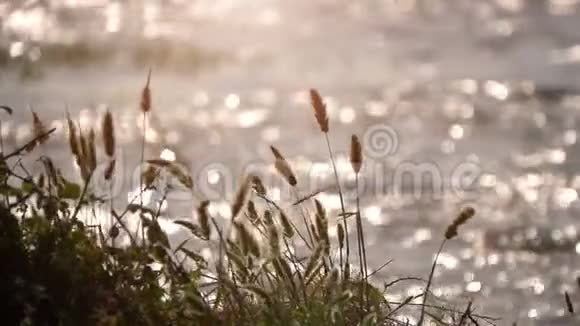 自然的芦苇和湖视频的预览图