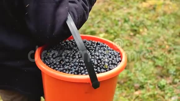 工人在黑色塑料板条箱中从白色桶中转移蓝莓的表面水平中段视图视频的预览图