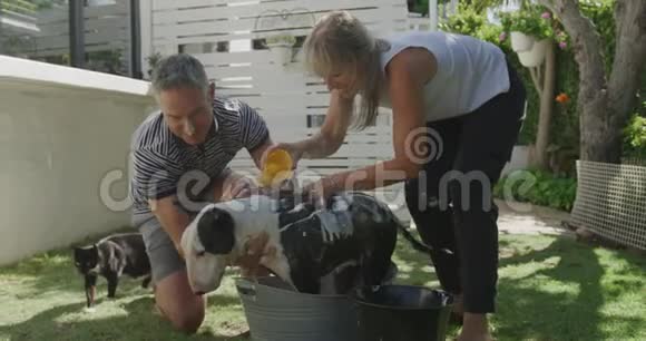 两只在花园里洗狗视频的预览图