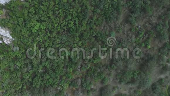 森林从上面绿树成荫视频的预览图