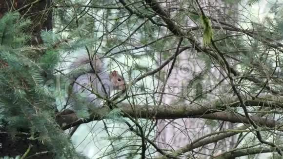 松鼠坐在树枝上周围有绿色的森林树枝视频的预览图