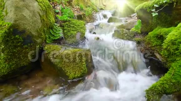 拍摄一条阳光照射下的森林小溪的特写视频视频的预览图
