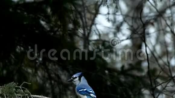 美丽的蓝鸟科蓝鸟落地然后离开云杉树枝视频的预览图