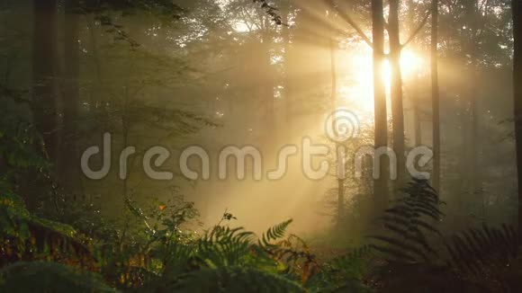 雾蒙蒙的森林中温暖的太阳光的时间流逝视频的预览图