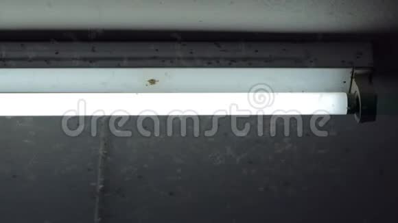 一只Brown的飞虱绕着霓虹灯飞行视频的预览图