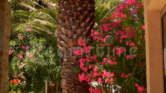 棕榈树和盛开的红色夹竹桃灌木视频的预览图