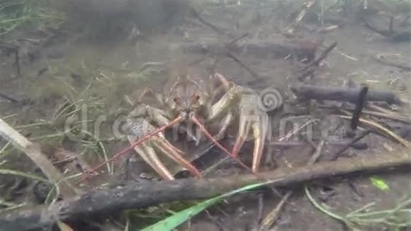 小龙虾在水下爬行视频的预览图