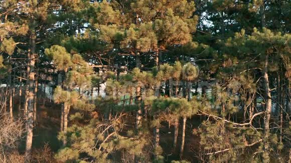 落日的暖光下的松树视频的预览图