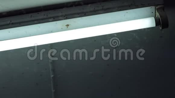 一只Brown的飞虱绕着霓虹灯飞行视频的预览图