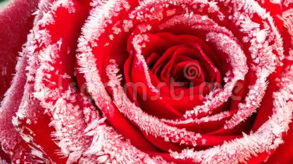 绽放着白霜的红玫瑰永恒的画面视频的预览图