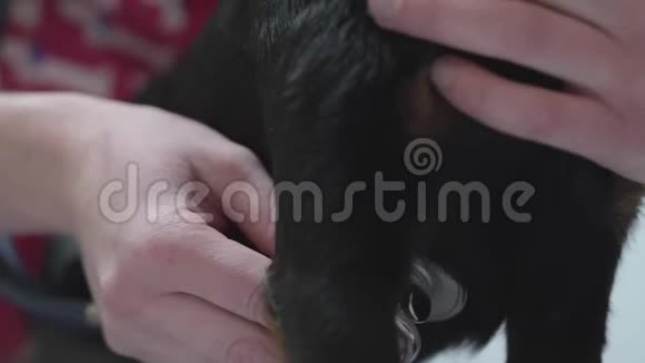 不可辨认兽医用听诊器检查小狗心脏跳动动物治疗视频的预览图