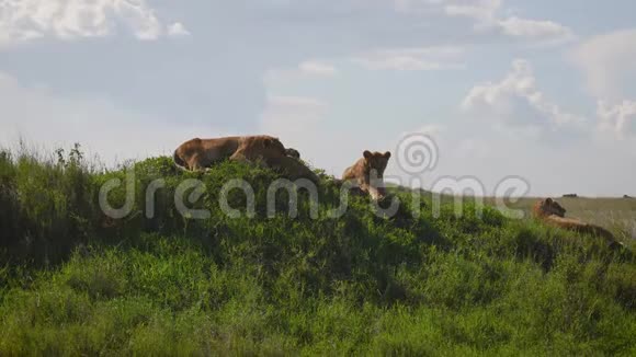野狮子躺在非洲草原的山上视频的预览图