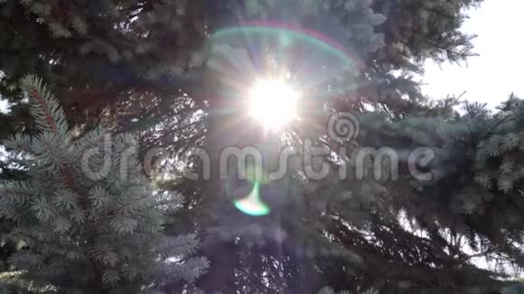 公园或森林中的杉树枝上的阳光束镜头耀斑背景介绍视频的预览图