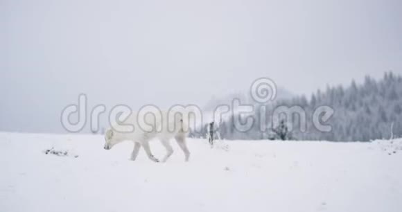 在山顶的雪地里遛狗视频的预览图