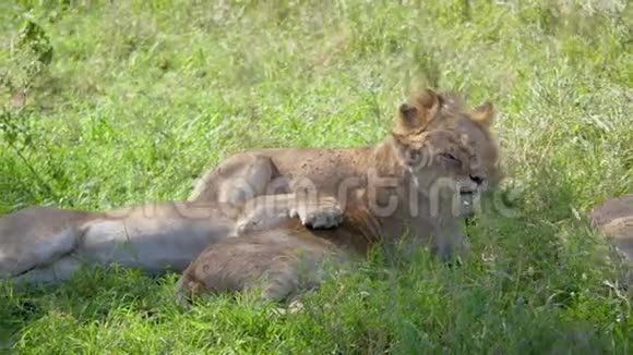 非洲的狮子躺在一棵相思树的树荫下躲避炎热视频的预览图