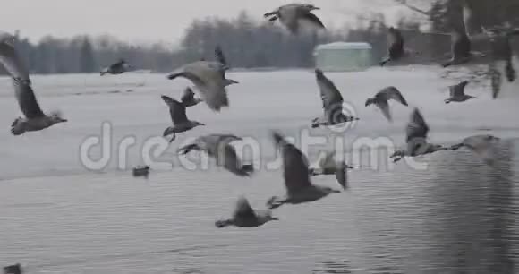一群鸟在公园的池塘上空慢腾腾地飞过视频的预览图