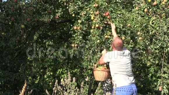 农夫在果园农场收获熟梨到柳条篮子4K视频的预览图
