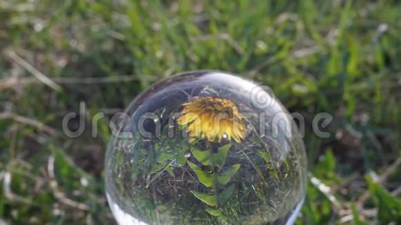 蒲公英花在水晶球中的开花反射视频的预览图