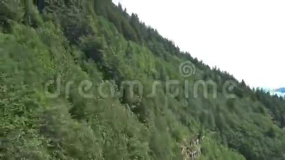 滑翔的树很长视频的预览图