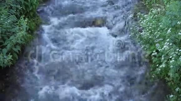 林间山水溪视频的预览图