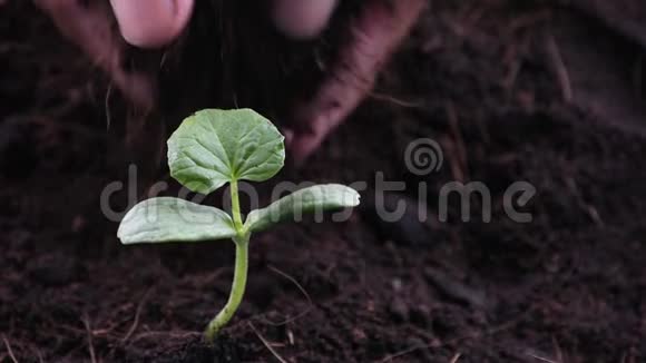 从地上的种子中长出的瓜苗用手捡起泥土加到树上视频的预览图