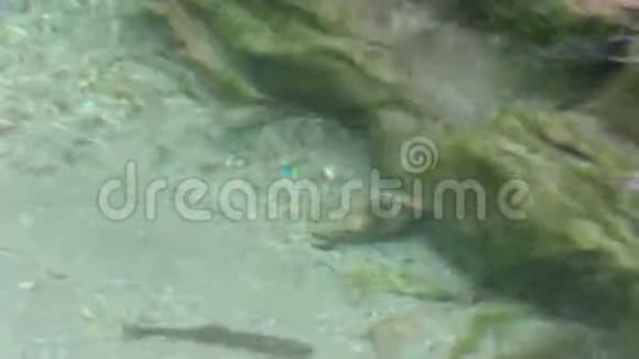 野生河鳟SalmotruttaFario在蒂罗尔州奥地利阿尔卑斯山的溪流中游泳视频的预览图