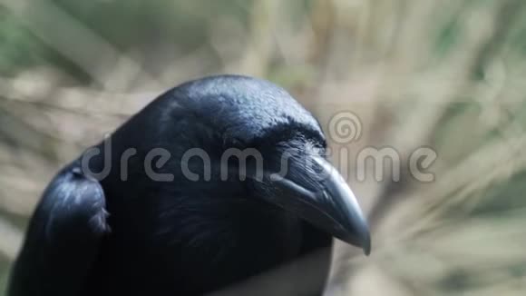 在森林里尖叫的黑乌鸦的头普通乌鸦在木头上的旋转头视频的预览图