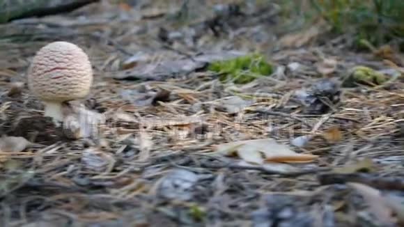 森林里有三个阿玛尼塔蘑菇相机右向左滑动秋天的森林特写镜头视频的预览图