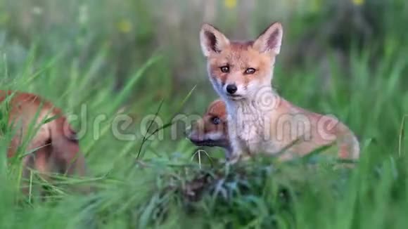 红狐狸幼崽在高大的草地上玩耍外阴视频的预览图