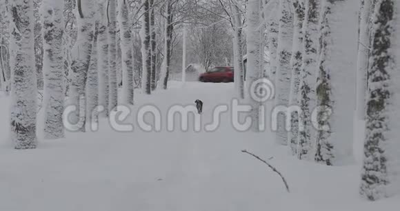 冬天流浪狗沿着马路跑掉了视频的预览图