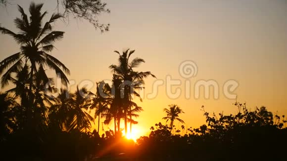 在异国情调的热带日出上美丽的明亮的黄色太阳在棕榈树的轮廓中升起视频的预览图