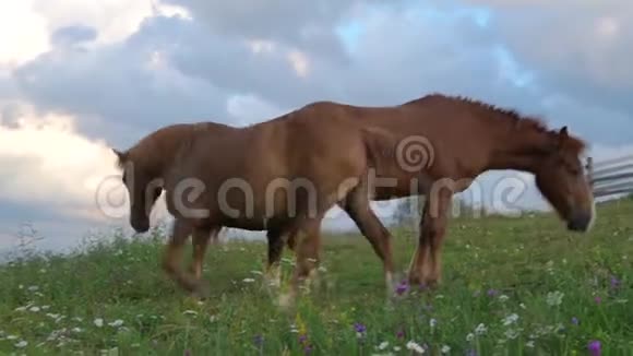 一匹马在青山牧场上喀尔巴阡山上野花在夕阳下映衬着蓝天视频的预览图