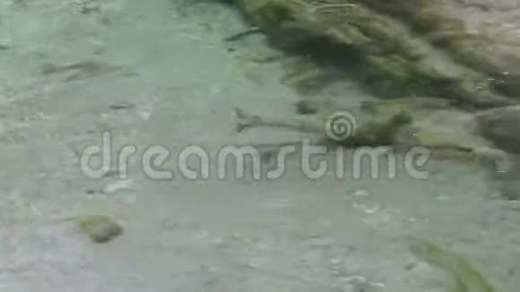 野生河鳟SalmotruttaFario在蒂罗尔州奥地利阿尔卑斯山的溪流中游泳视频的预览图