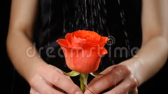 女孩的手在雨中捧着湿润的红宝石红玫瑰视频的预览图