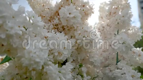在阳光的背景上有白色花朵的淡紫色花蕾视频的预览图