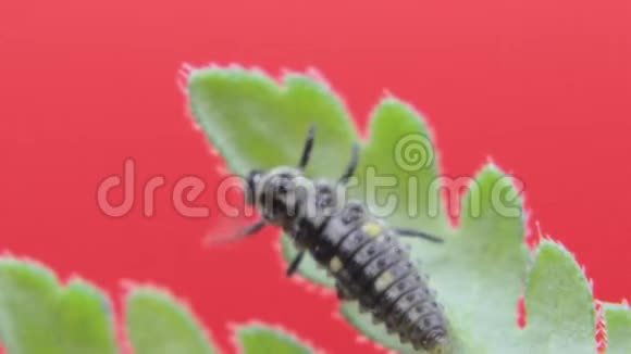 二斑瓢虫幼虫特写宏07视频的预览图