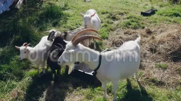 有角的野山羊在草地上放牧视频的预览图