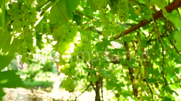 绿色葡萄特写作物自然背景下的葡萄园视频的预览图