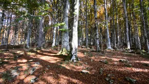 秋风吹进森林树叶飘落视频的预览图