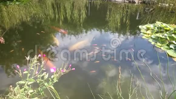 金色的鱼在池塘里游泳有深蓝色的水和绿色的植物近距离观看令人惊叹的五颜六色的鱼类活动视频的预览图
