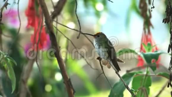 秘鲁马丘比丘的绿白蜂鸟视频的预览图
