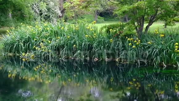 河岸印象派花园池塘的草地和水面的花卉倒影视频的预览图