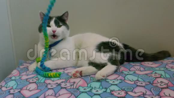小猫玩绳子玩具视频的预览图