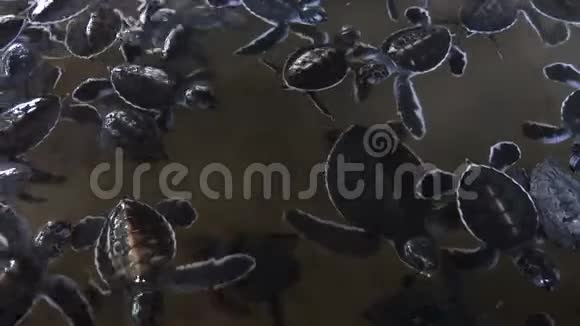 一群小海龟在孵化池里游泳视频的预览图