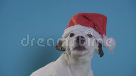 戴着绿松石背景帽子的杰克罗塞尔猎犬视频的预览图