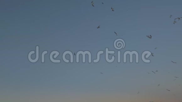 海面海岸和夜空上有海鸥的景色视频的预览图