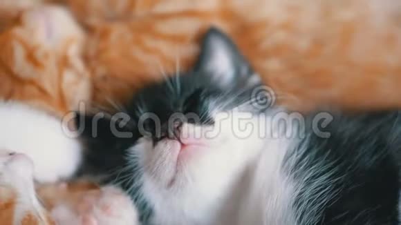毛茸茸的可爱的白色和黑色小猫和其他小猫在一起环顾四周视频的预览图